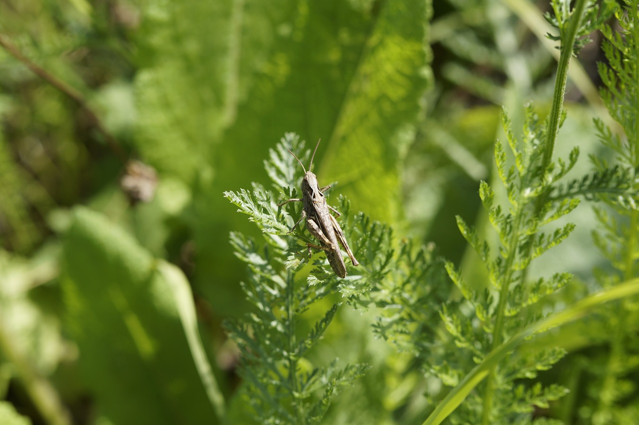 meadow green grasshopper free photo