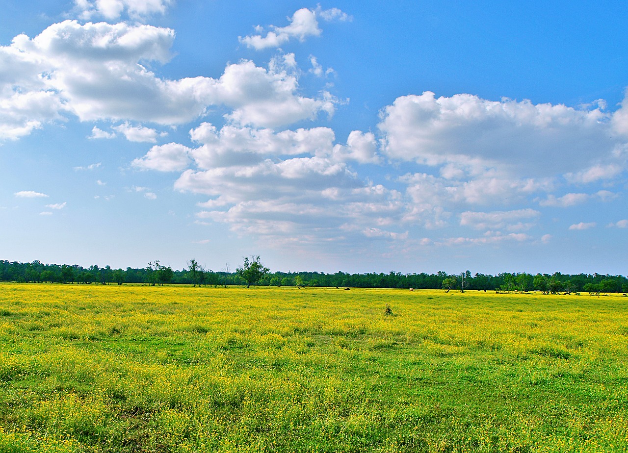 meadow field land free photo