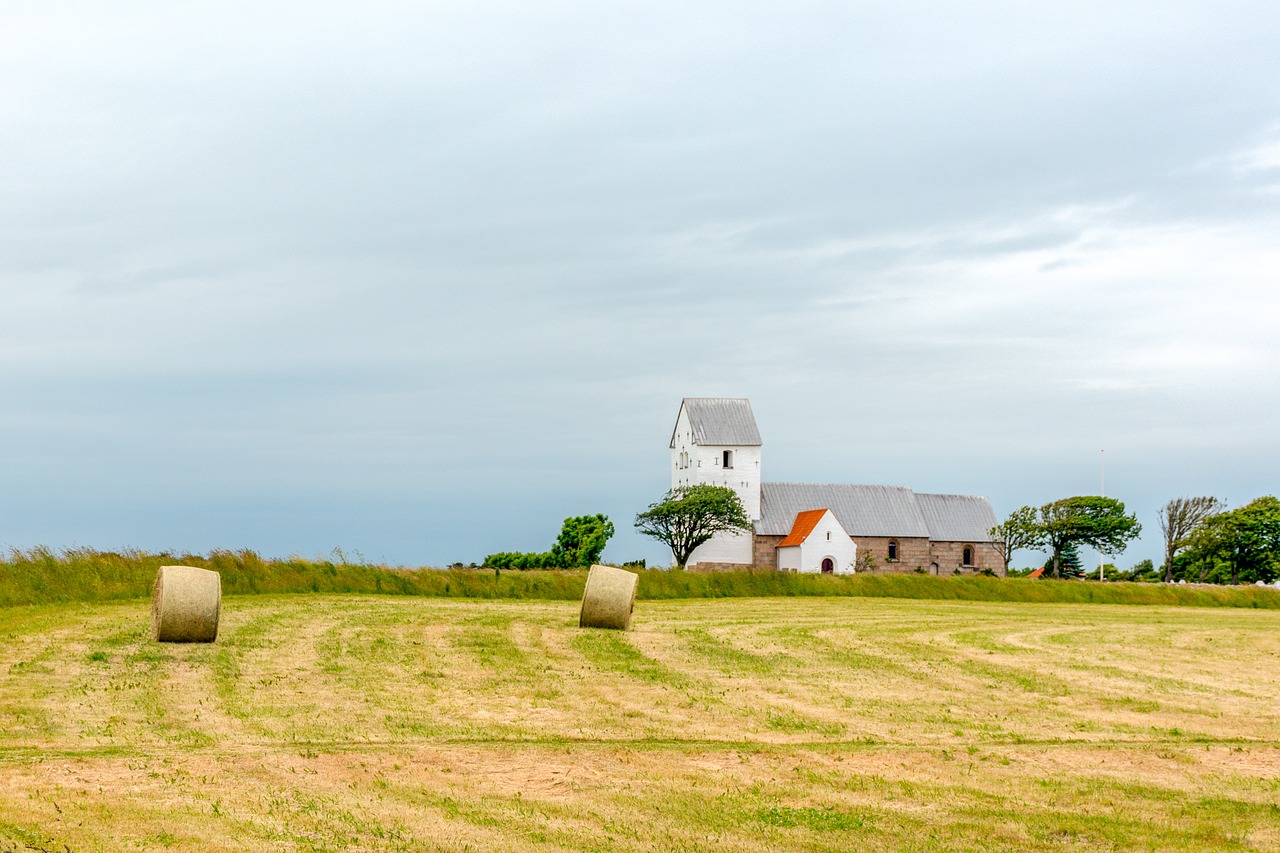 meadow  hay  grass free photo