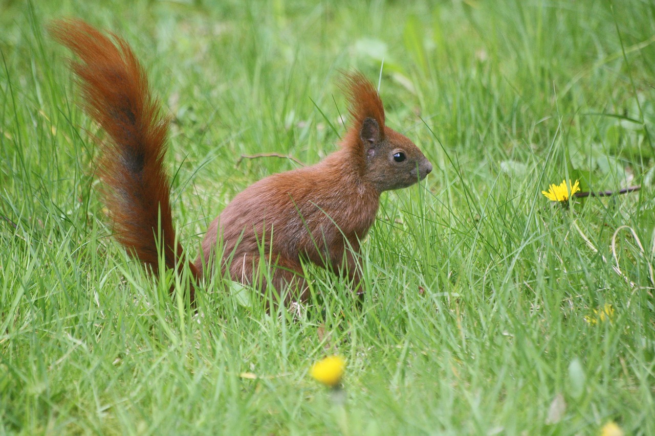 meadow  spring  animal free photo