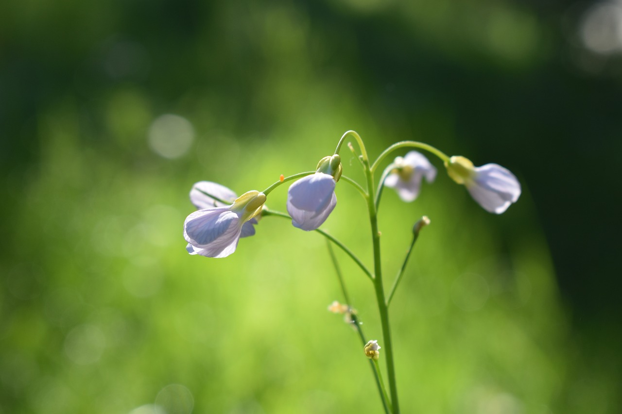 meadow  spring  plant free photo