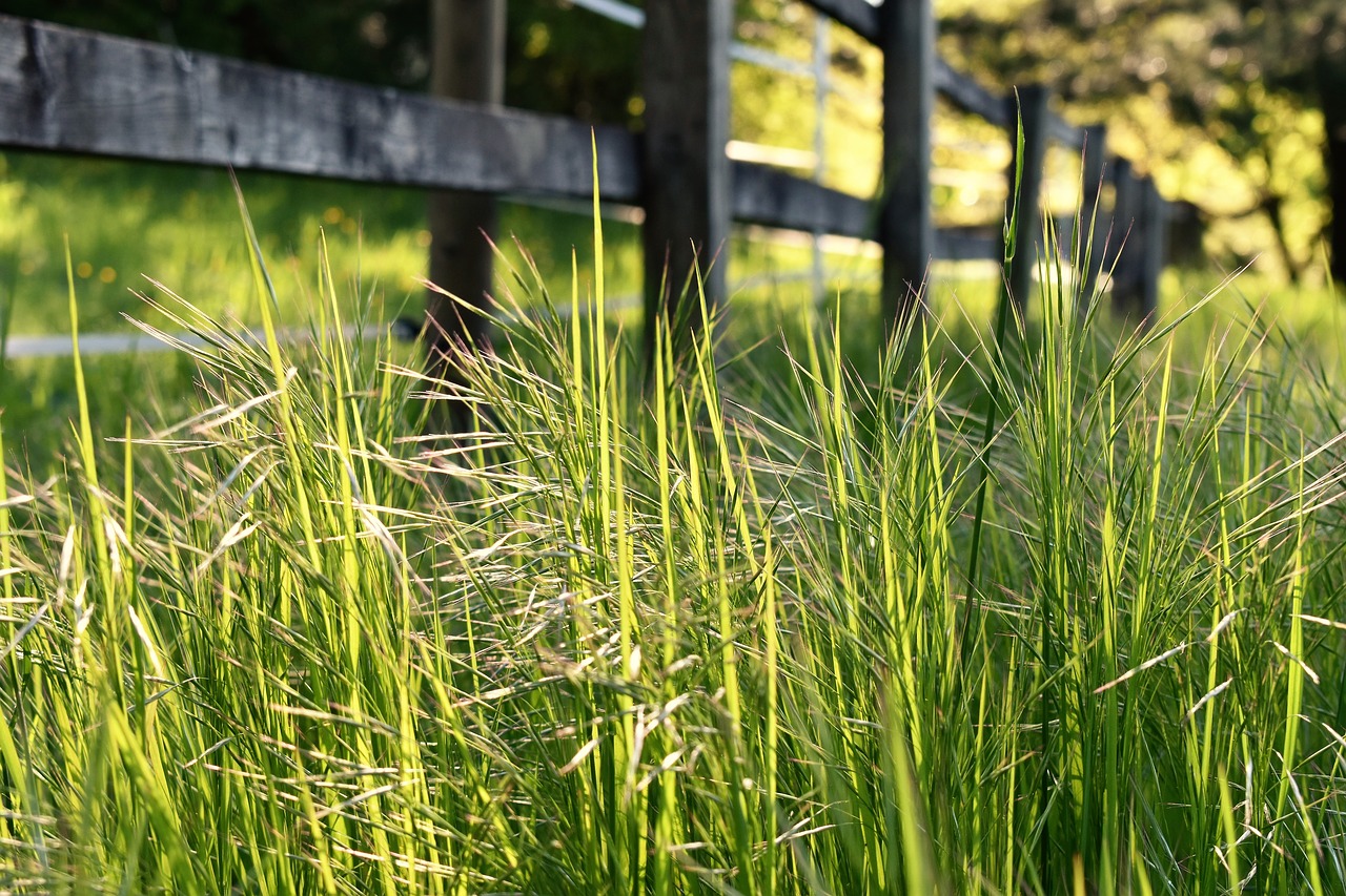 meadow  wild  spring free photo