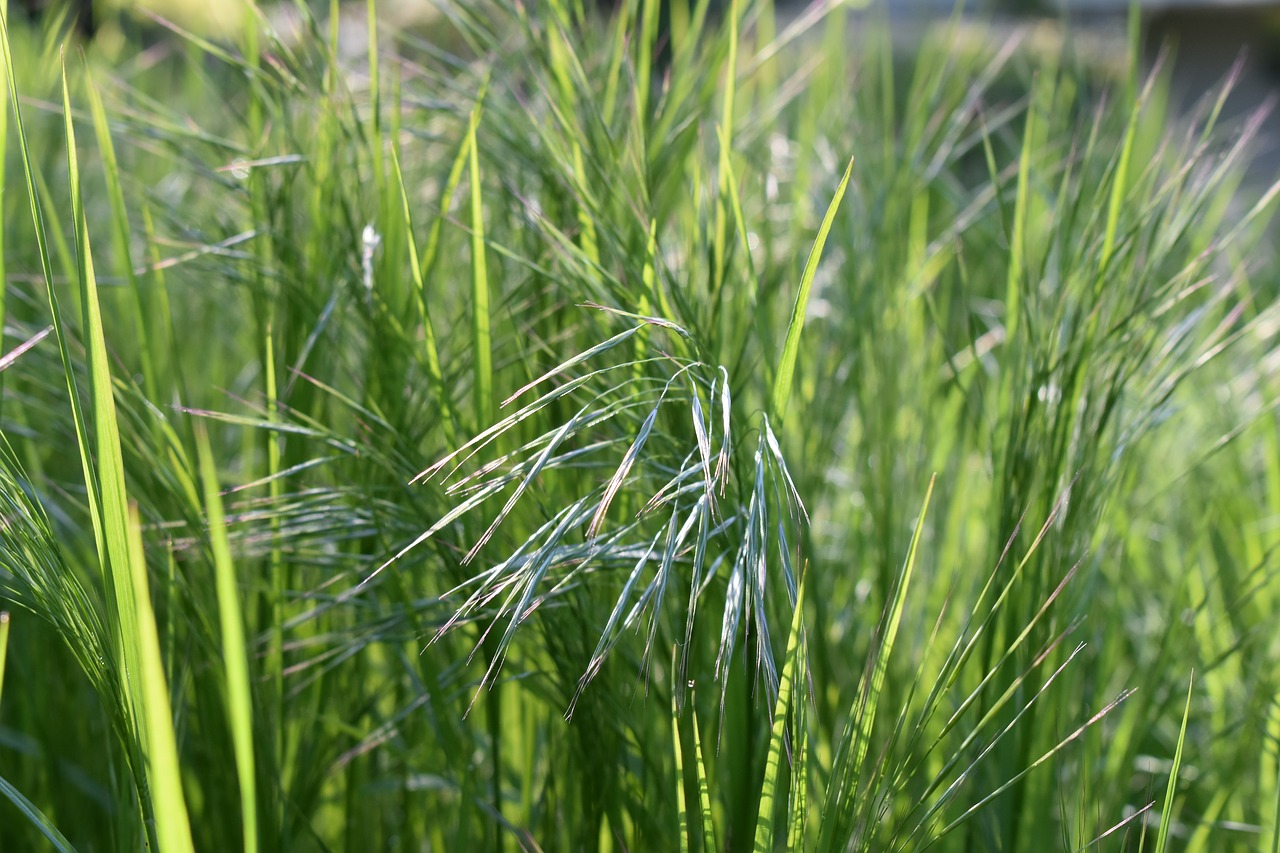 meadow  wild  spring free photo