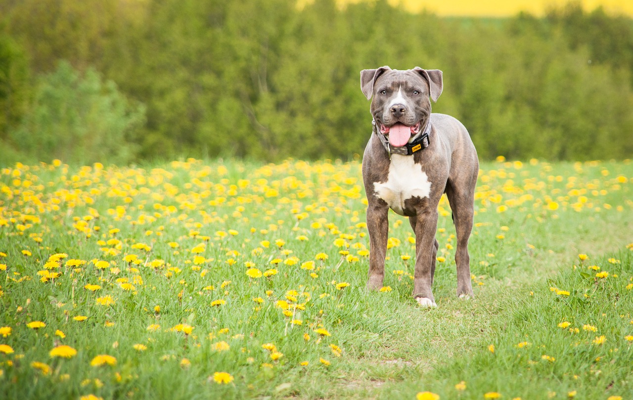 meadow  dog  stand free photo