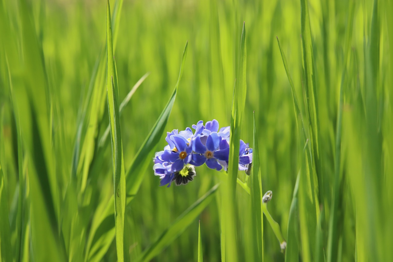 meadow  grass  forget me not free photo