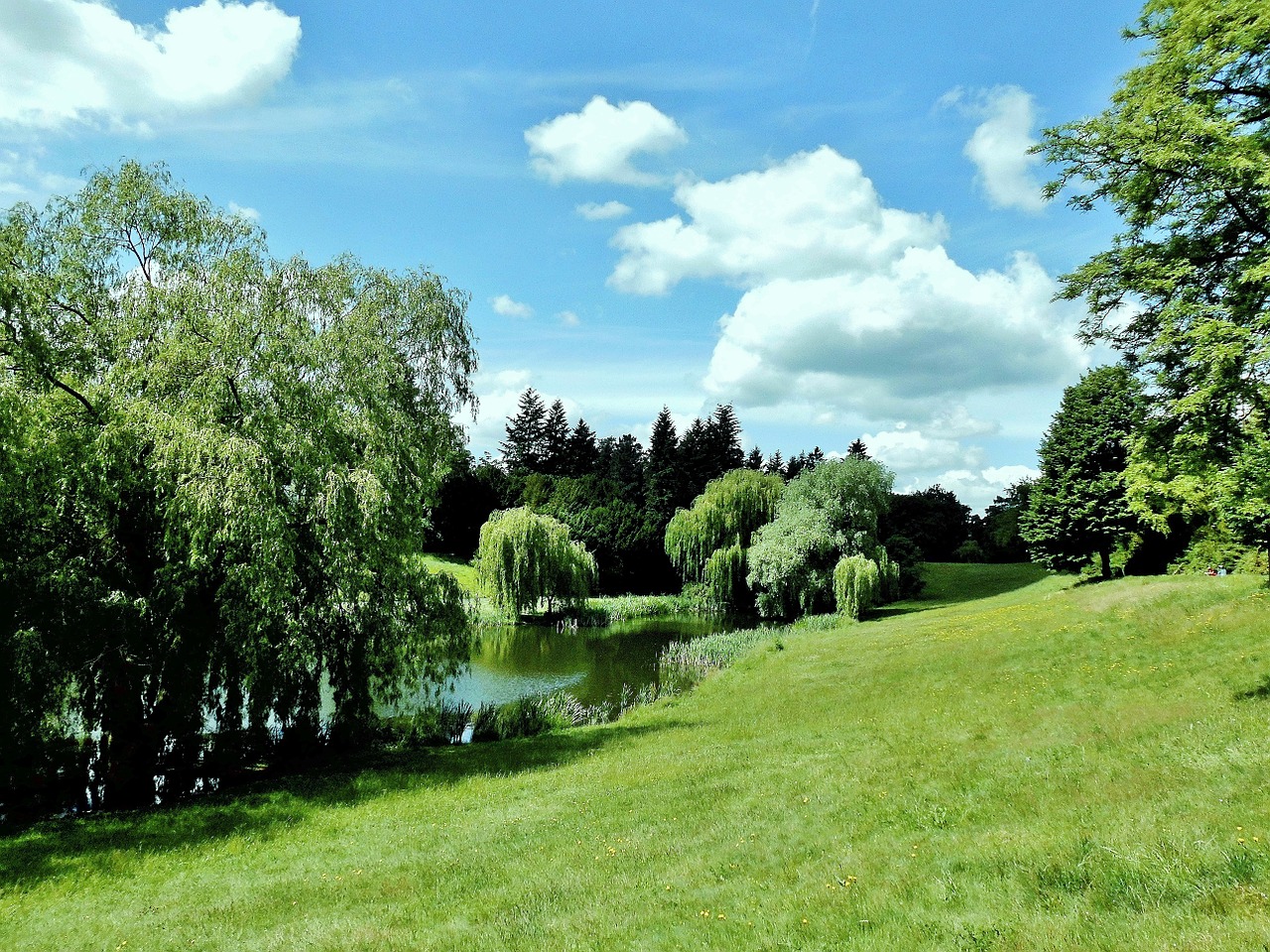 meadow nature green free photo