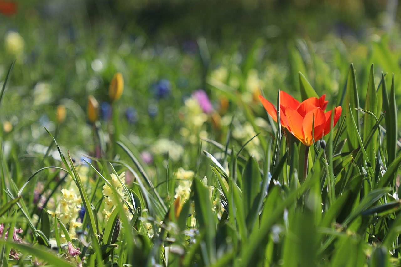 meadow  flowers  tulip free photo