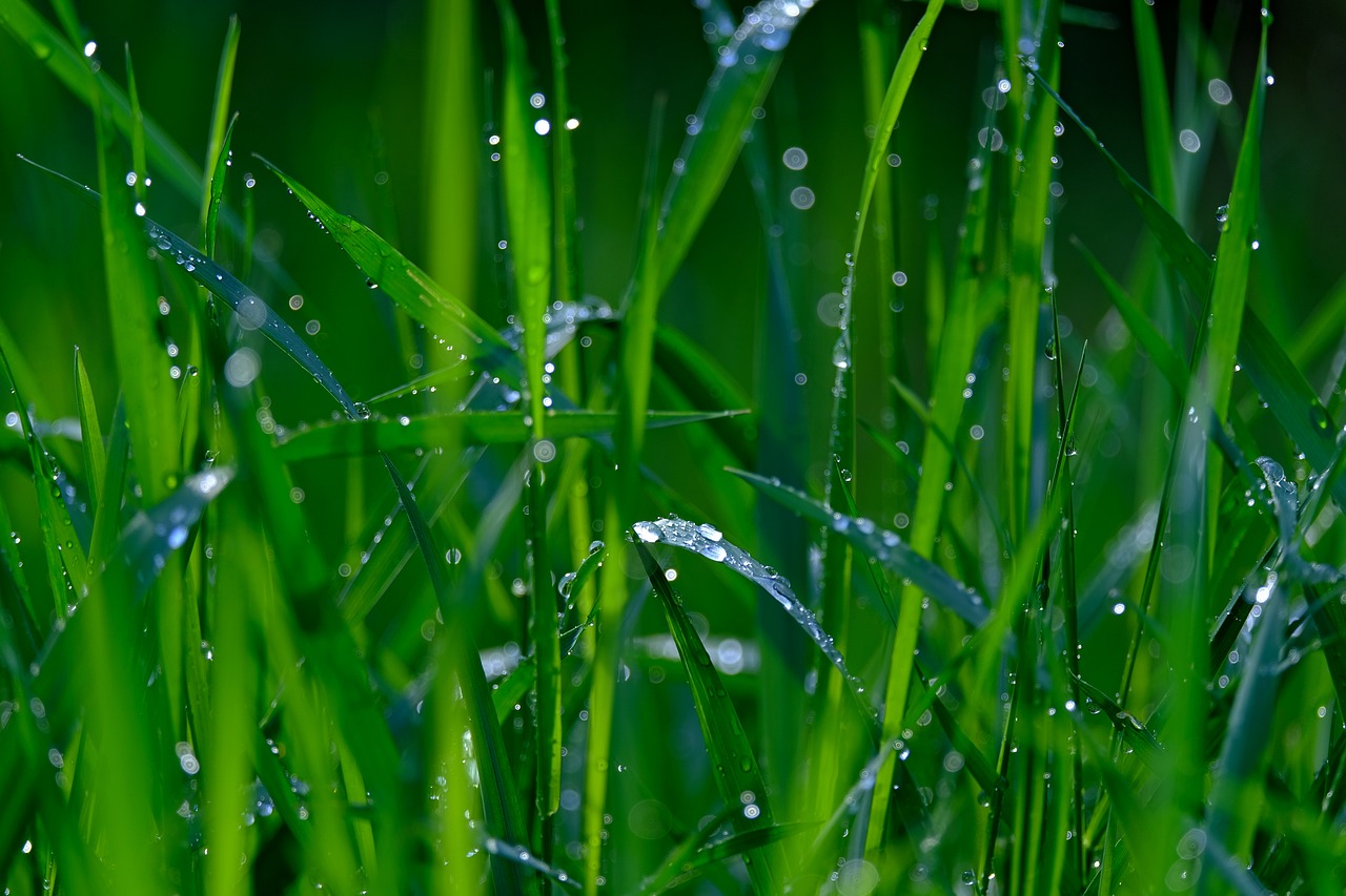 meadow  wet  raindrop free photo