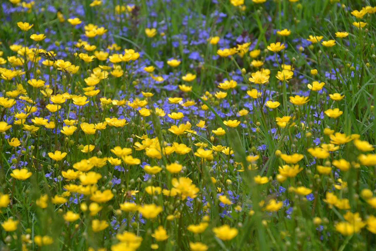 meadow  flowers  flower meadow free photo