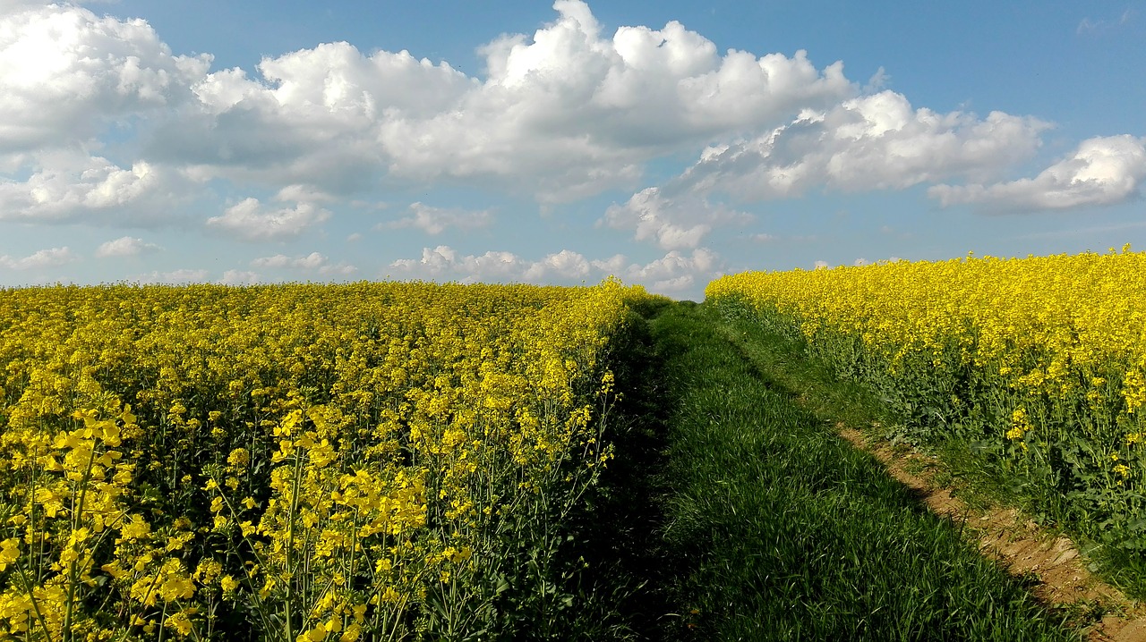 meadow  rapeseed  field free photo