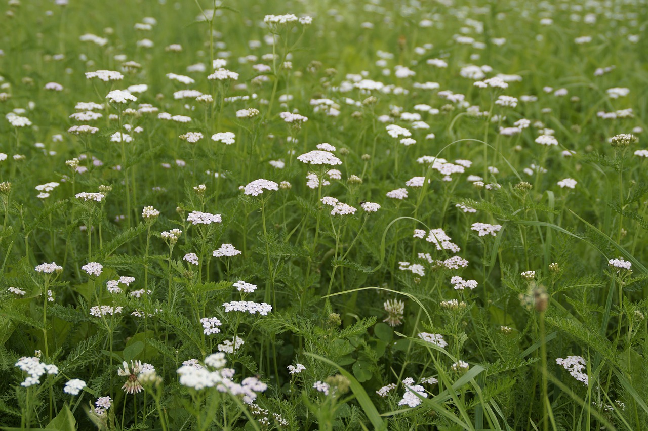 meadow grass summer free photo