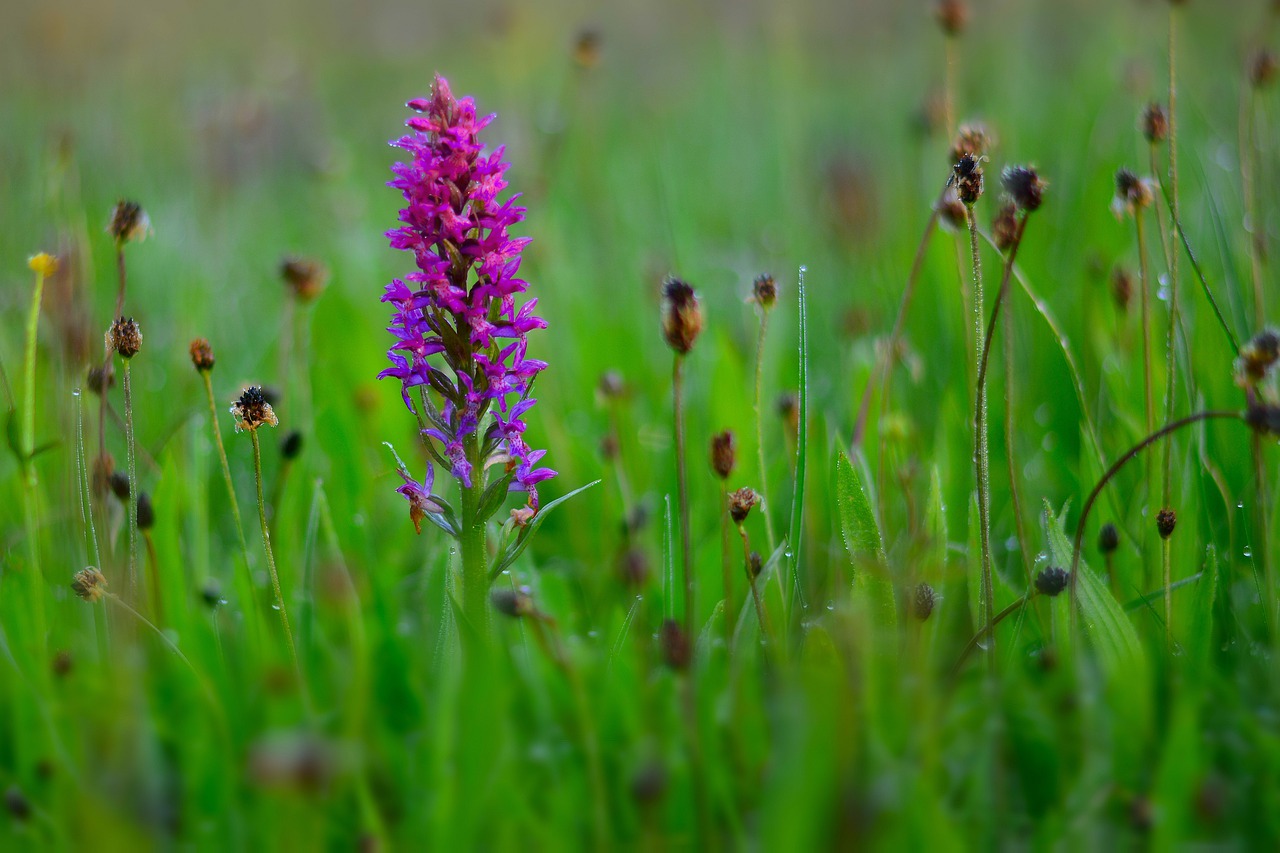 meadow  orchid  nature free photo