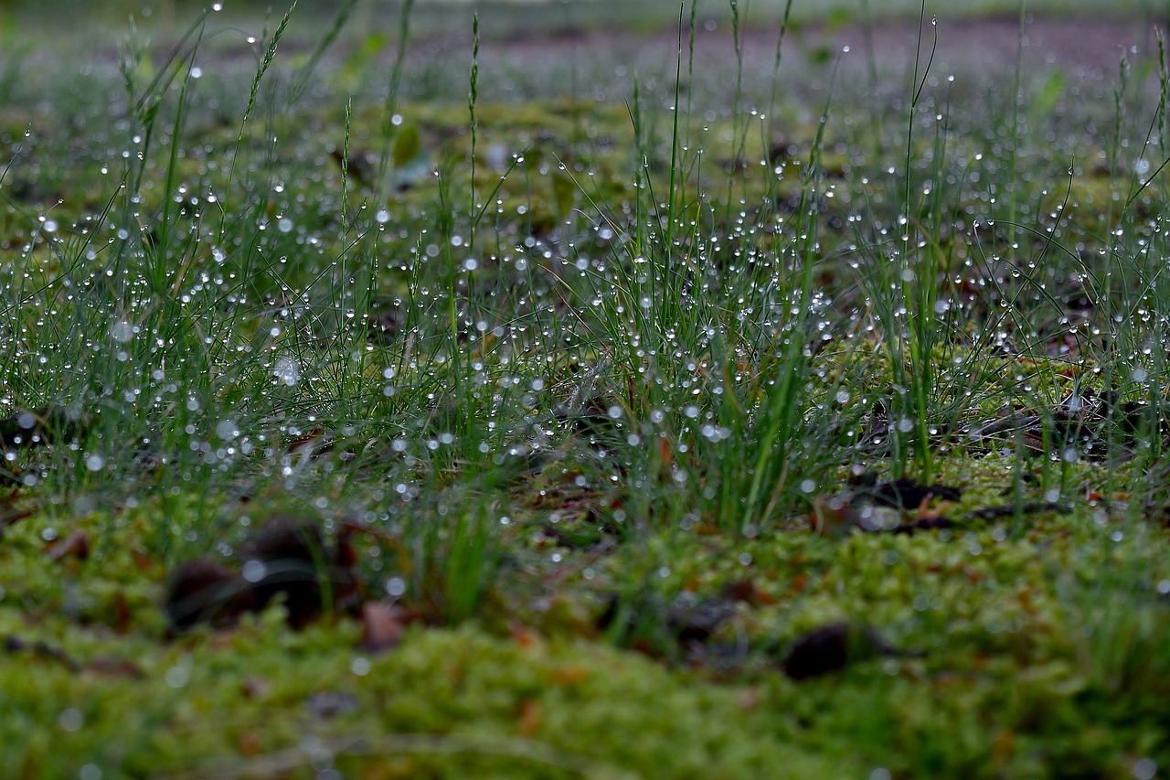 meadow  dewdrop  nature free photo