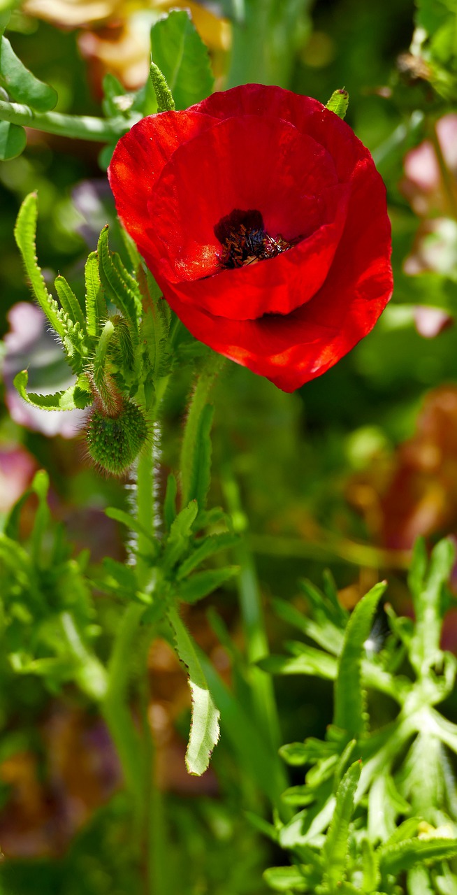 meadow  nature  flower free photo