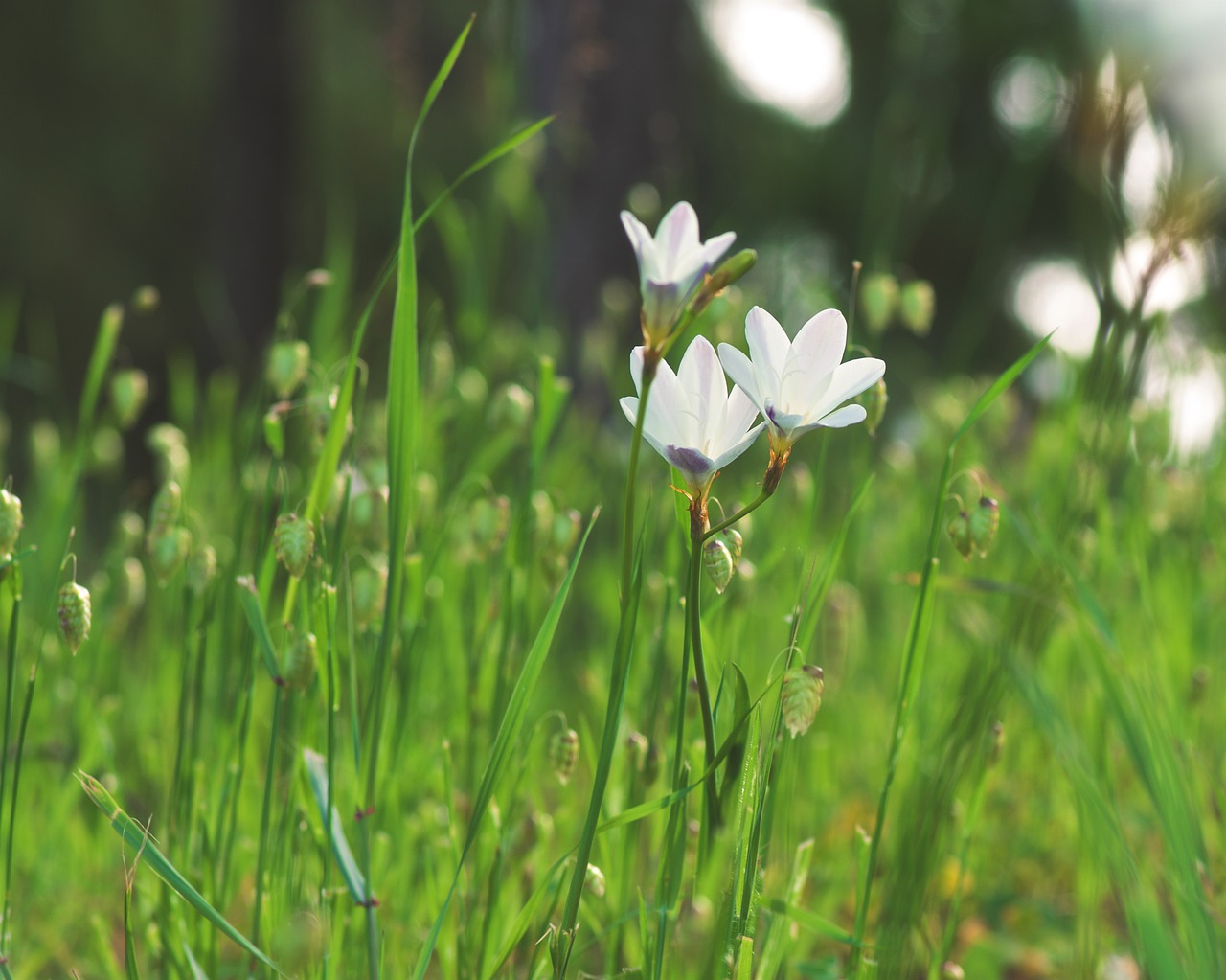 meadow  flower  green free photo