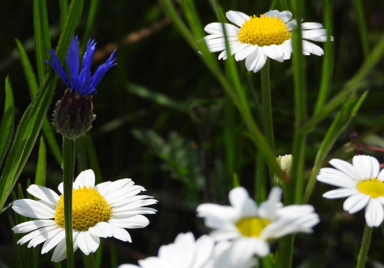 meadow  flowers  chamomile free photo