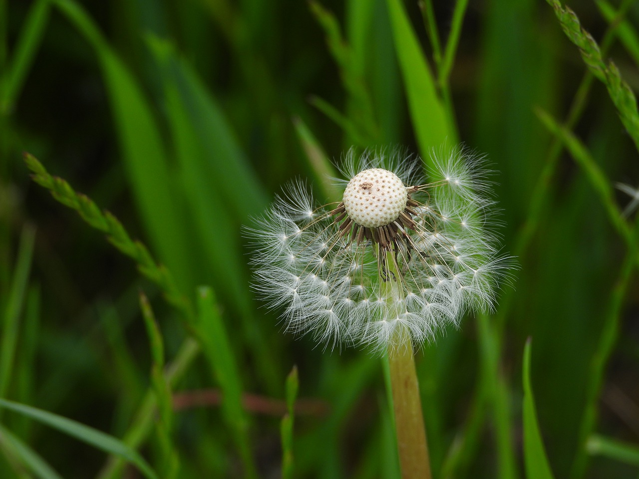 meadow  dandelion  plant free photo