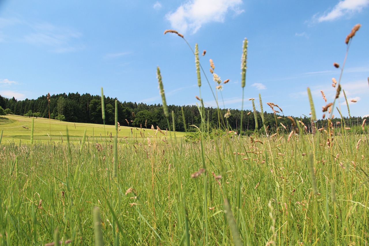 meadow grass forest free photo