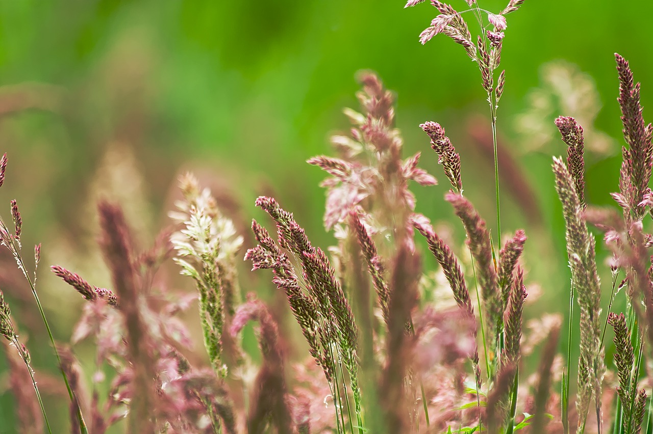 meadow  nature  grass free photo