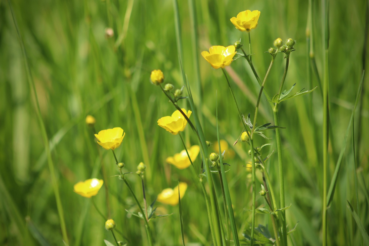 meadow  buttercup  flowers free photo