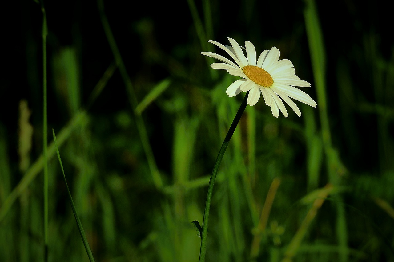 meadow  flower  figure free photo