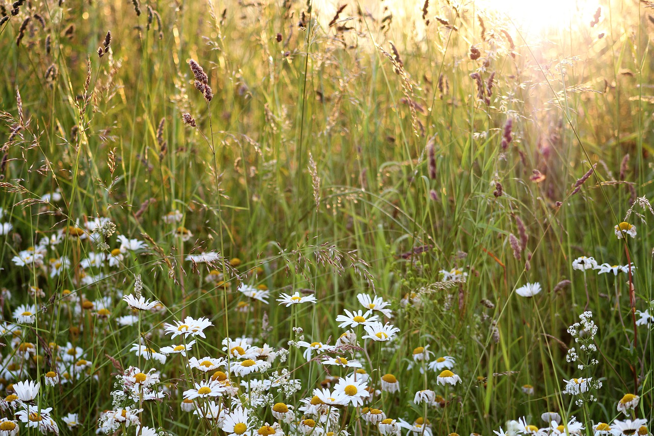 meadow  daisies  backlighting free photo