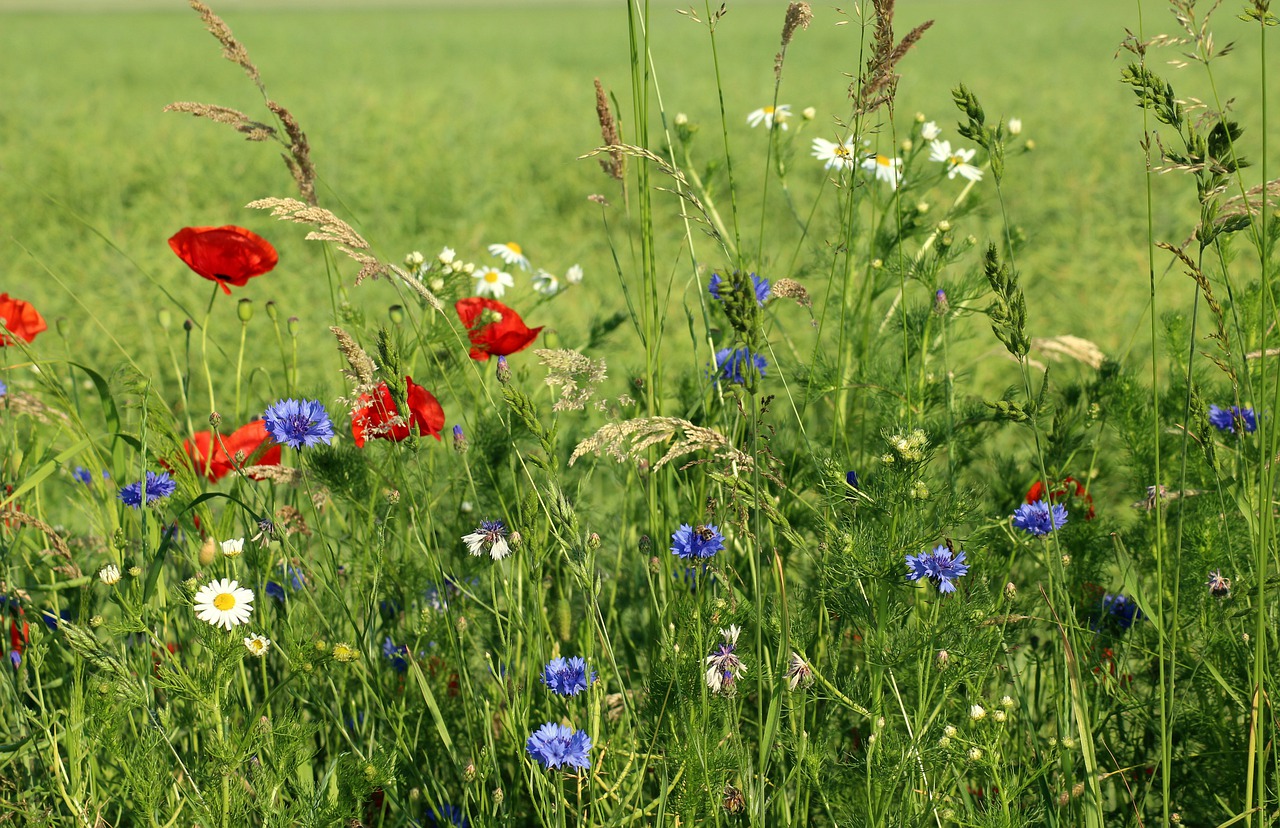 meadow  wildflowers  summer free photo