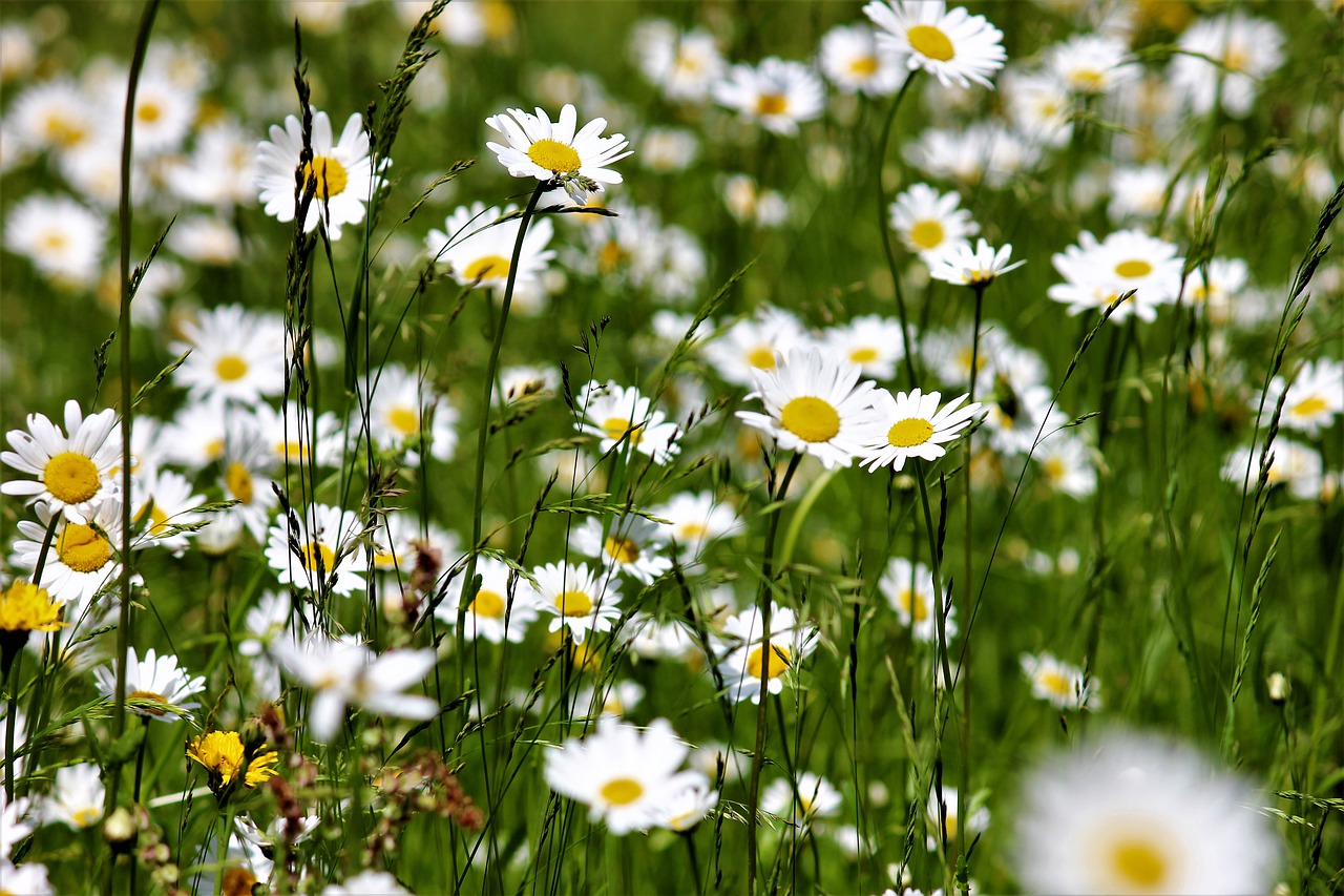 meadow  daisies flowers  nature free photo