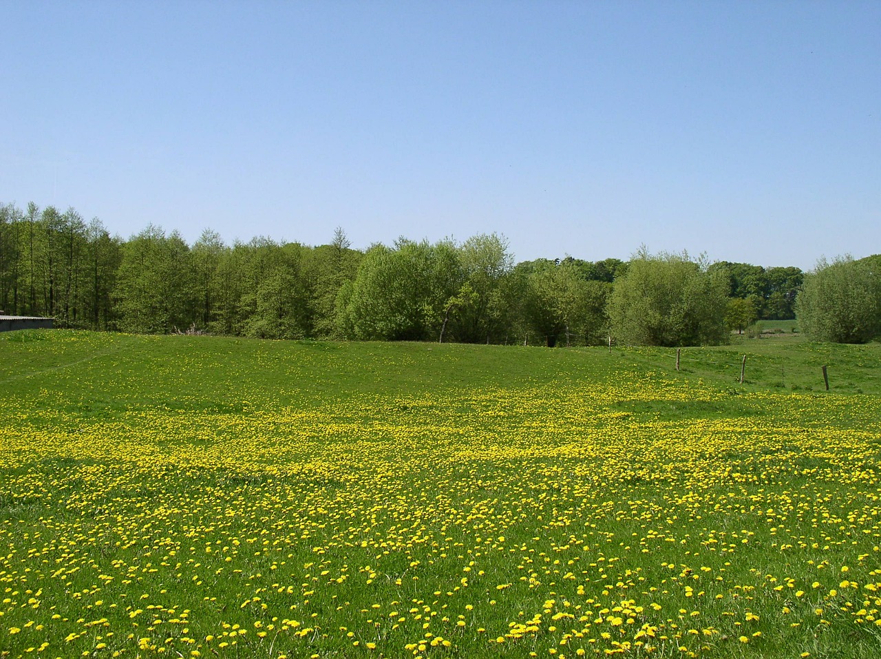 meadow summer landscape free photo