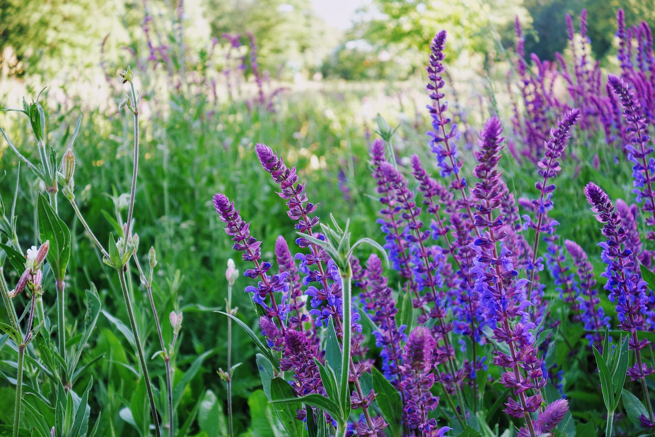 meadow  flowers  flower free photo