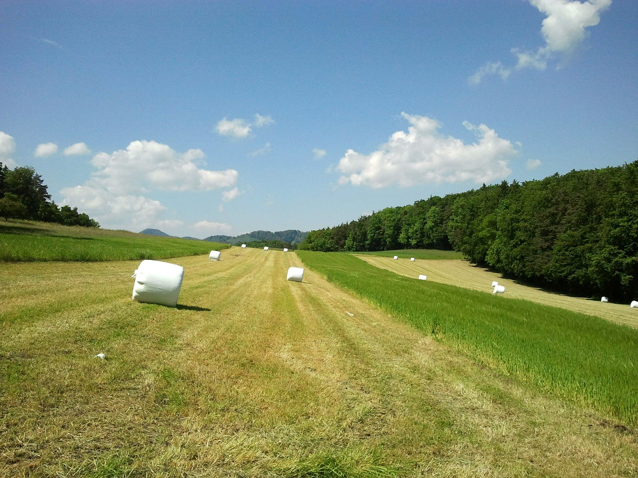 meadow summer nature free photo