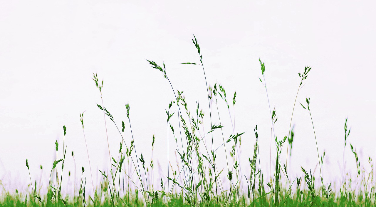 meadow  grass  nature free photo
