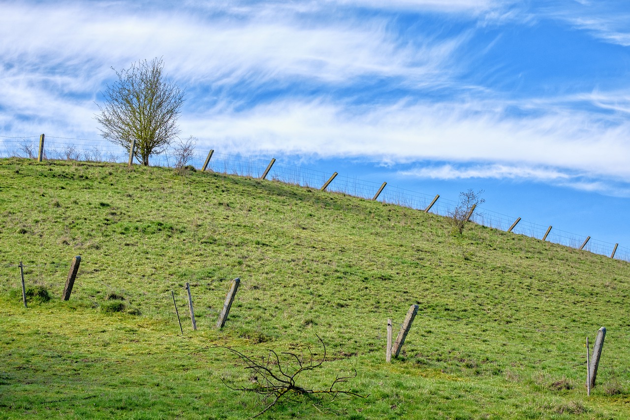 meadow  grass  pasture free photo