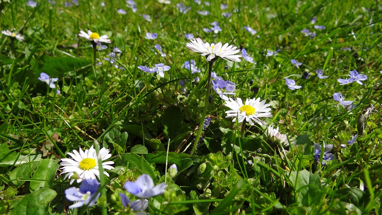 meadow daisy garden free photo