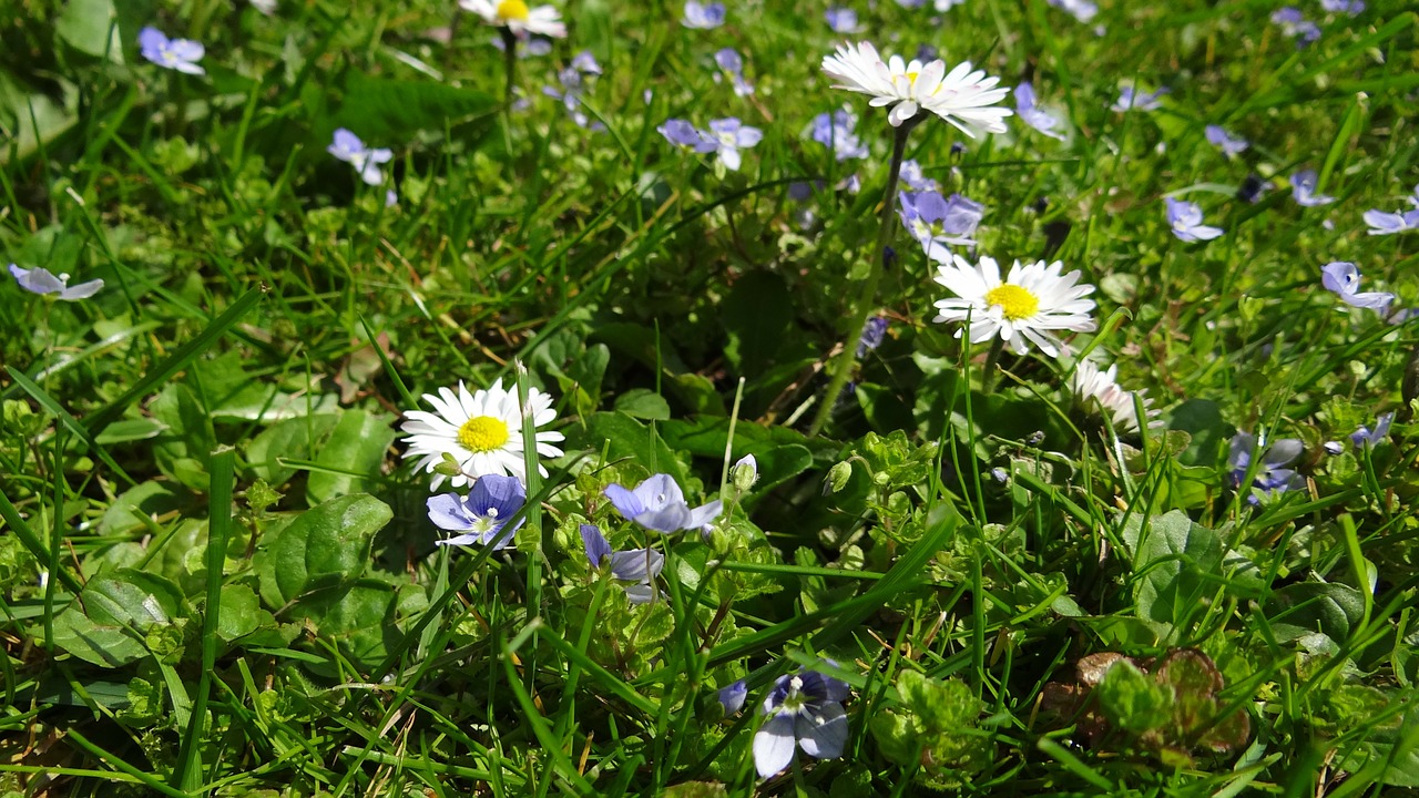 meadow daisy garden free photo