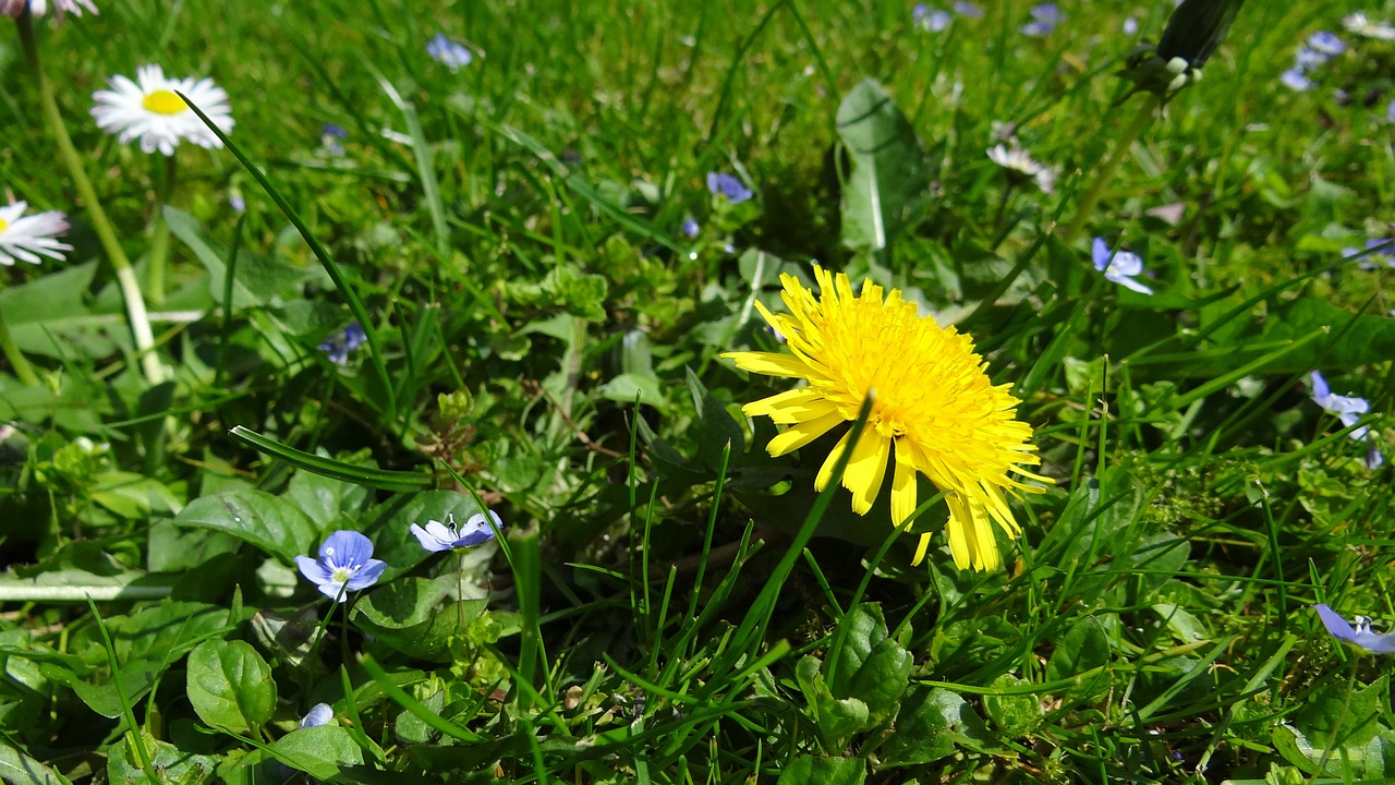 meadow dandelion garden free photo