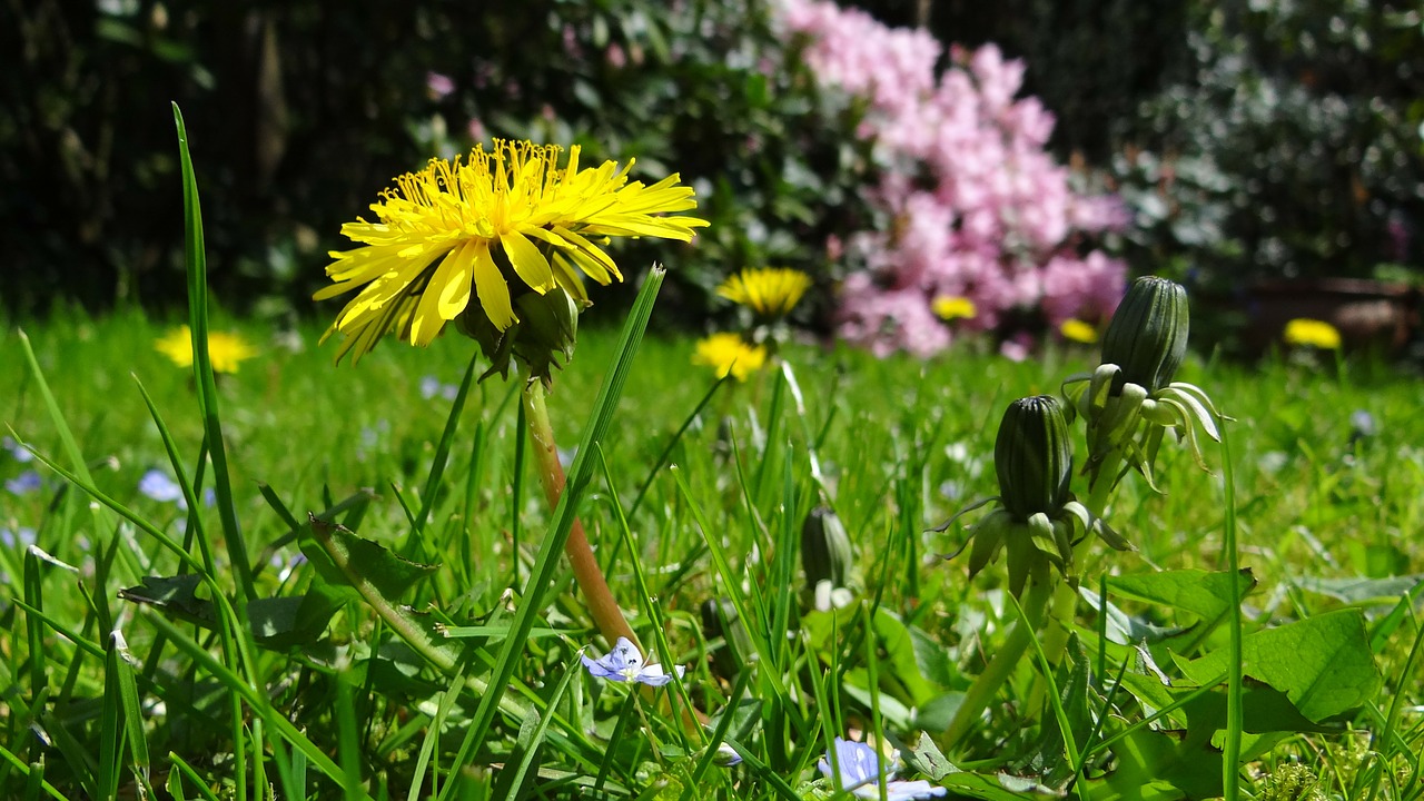 meadow dandelion garden free photo