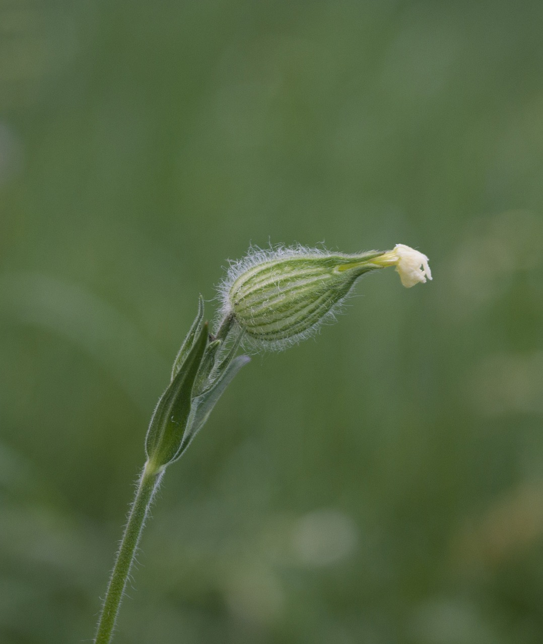 meadow  flower  nature free photo