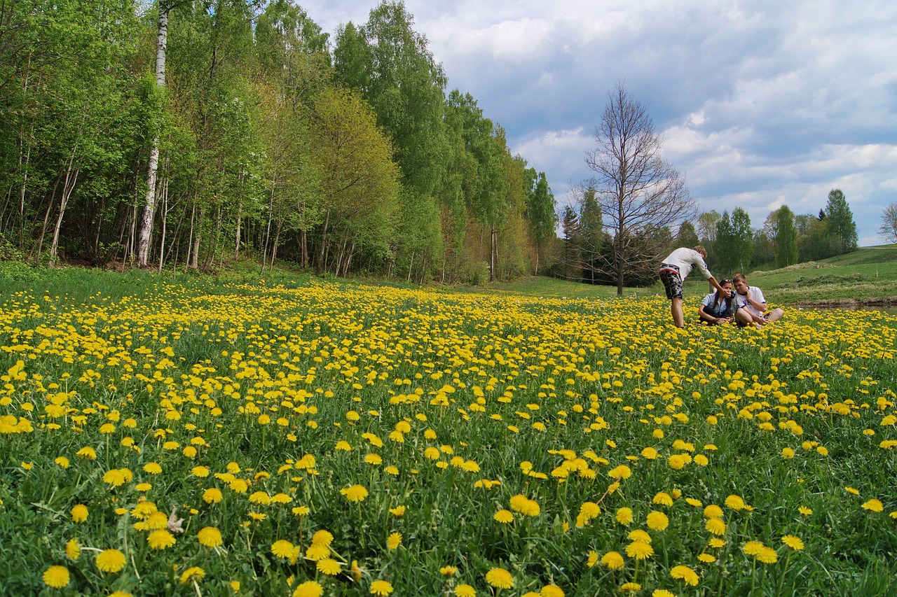 meadow  spring  nature free photo