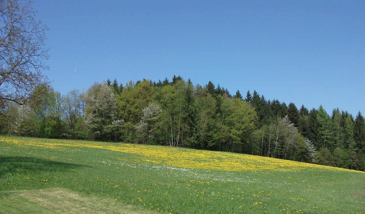 meadow forest nature free photo