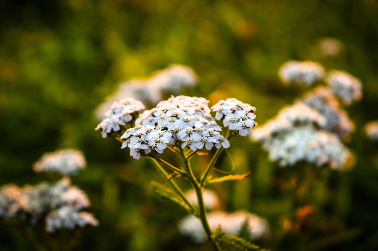 meadow  grass  flowers free photo