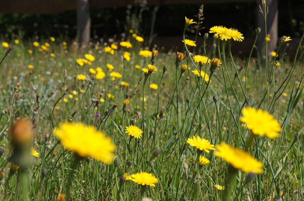 meadow flowers grass free photo