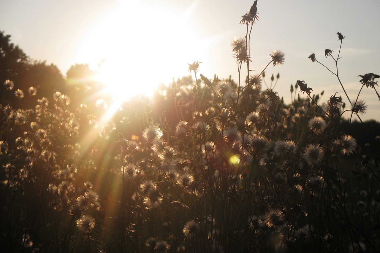 meadow sun dandelions free photo