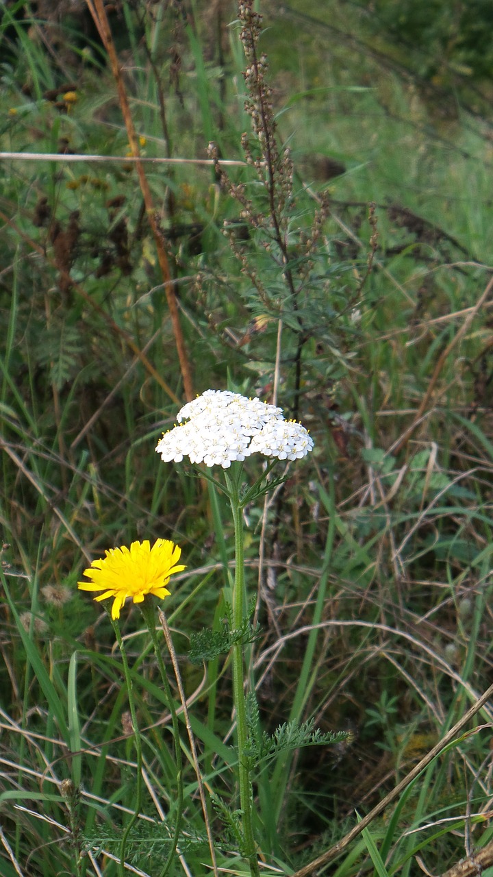 meadow wild flowers plant free photo