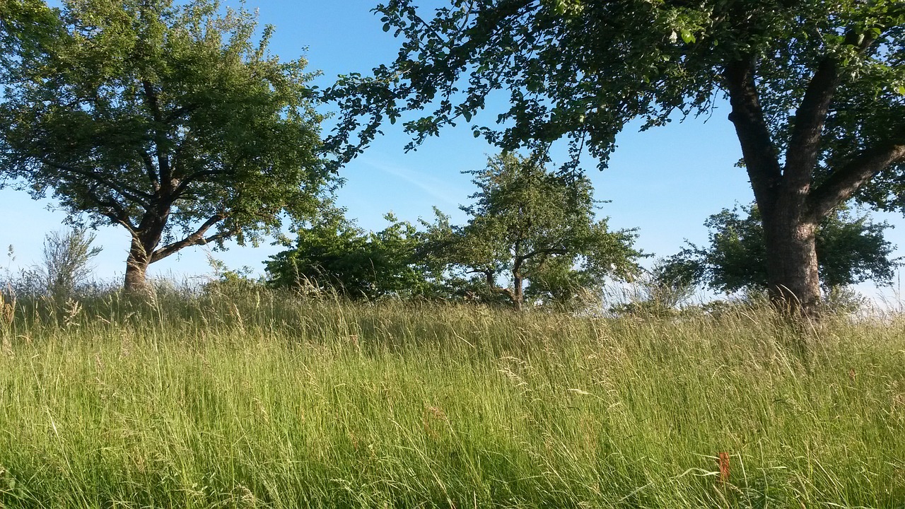 meadow summer trees free photo