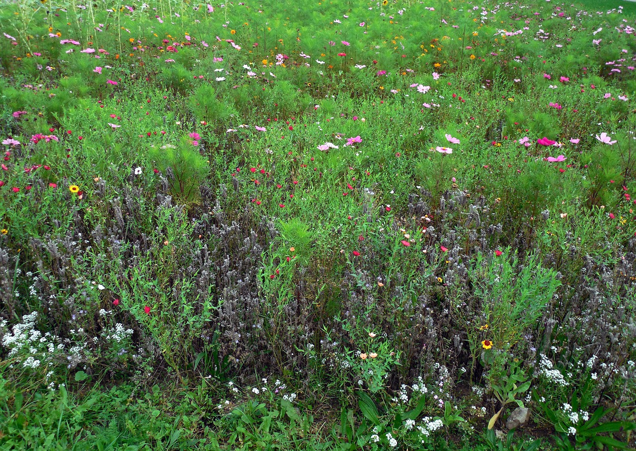 meadow flowers bloom free photo