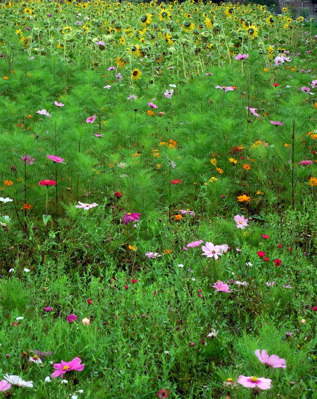 meadow flowers sunflower free photo