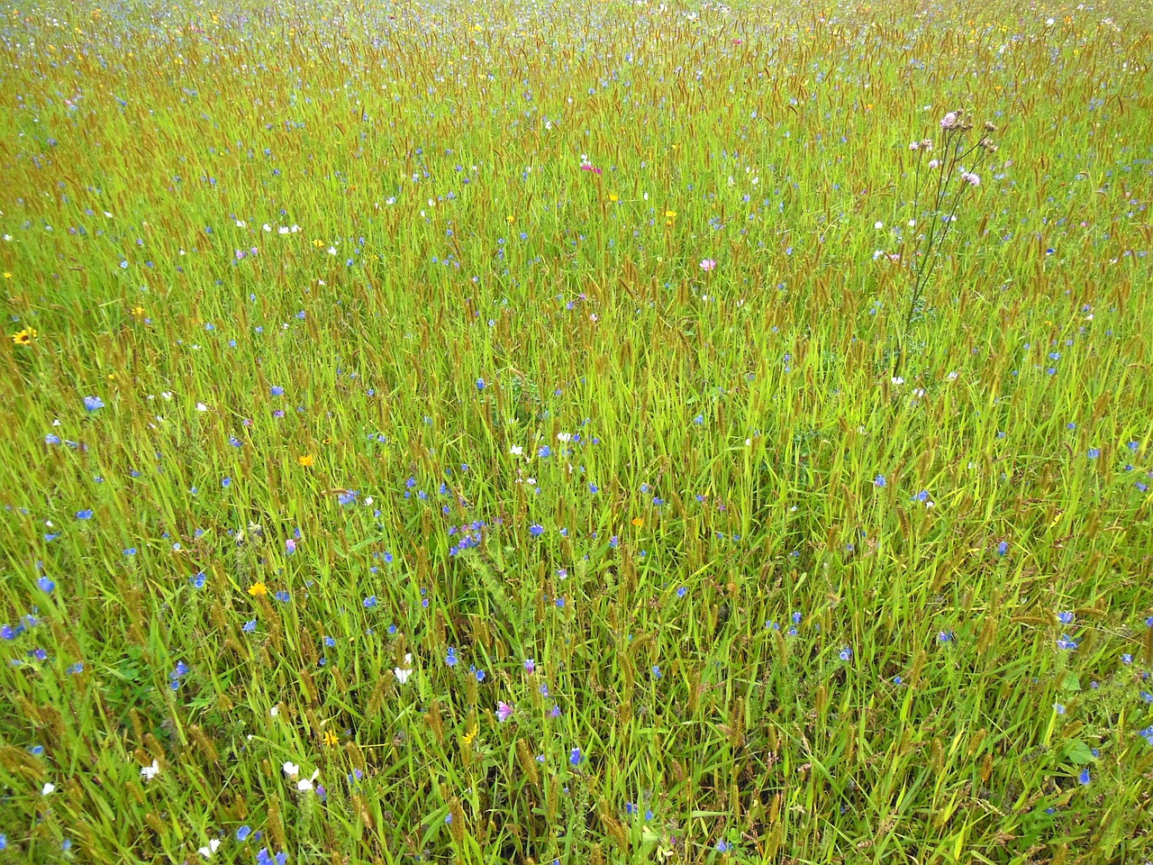 meadow flower meadow grass free photo