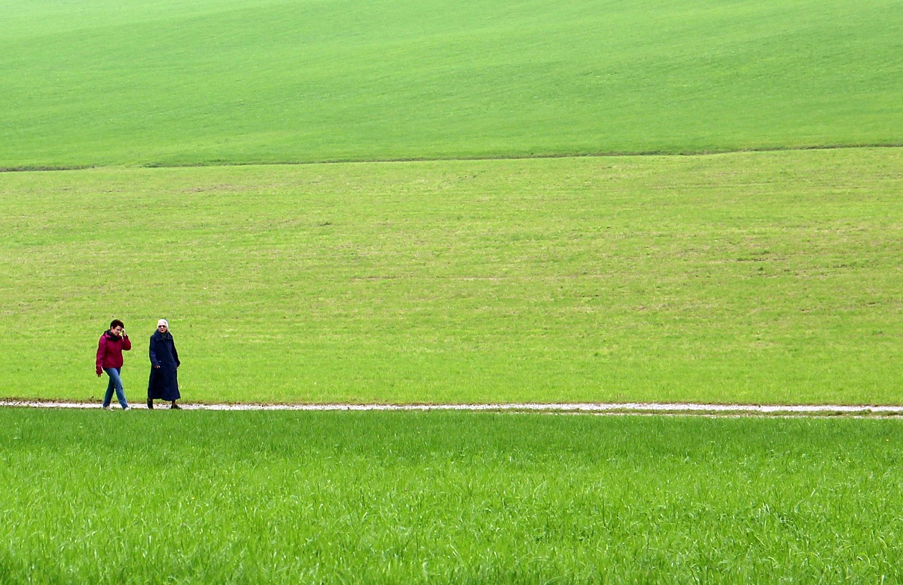 meadow green grass free photo
