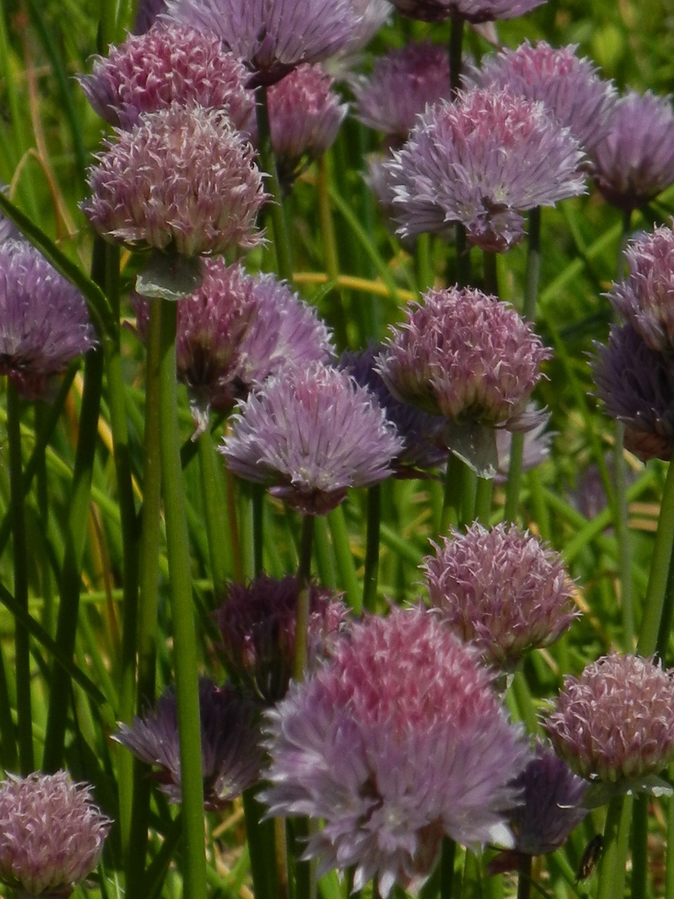 meadow flowers purple free photo